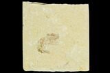 Cretaceous Fossil Shrimp - Lebanon #123930-1